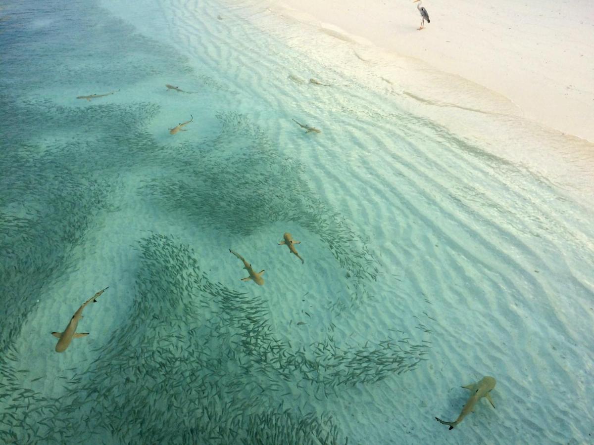 Aquzz Hotel & Spa - Maldives Maafushi Exterior photo